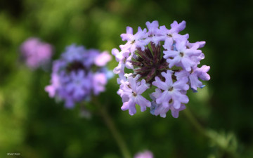 Картинка цветы лантана вербена полевой соцветие цветок