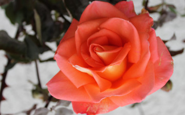 Картинка цветы розы макро