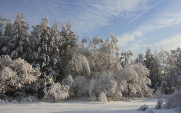 Картинка природа зима деревья лес снег