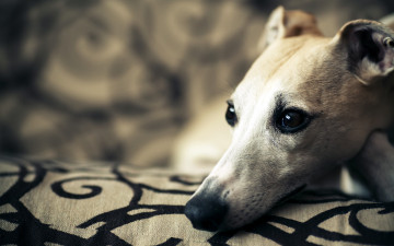 Картинка животные собаки собака друг взгляд