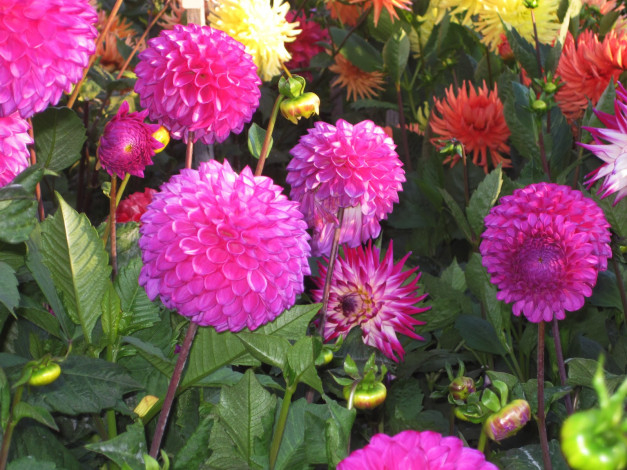 Обои картинки фото цветы, георгины, бутоны