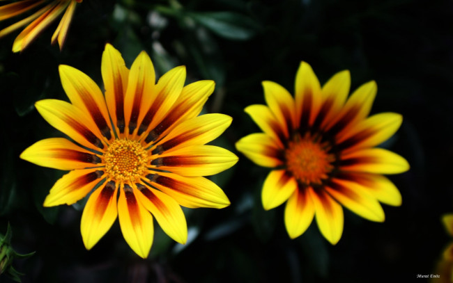 Обои картинки фото цветы, газания, яркие, желтые