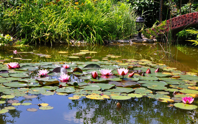 Обои картинки фото цветы, лилии, водяные, нимфеи, кувшинки, пруд, кусты