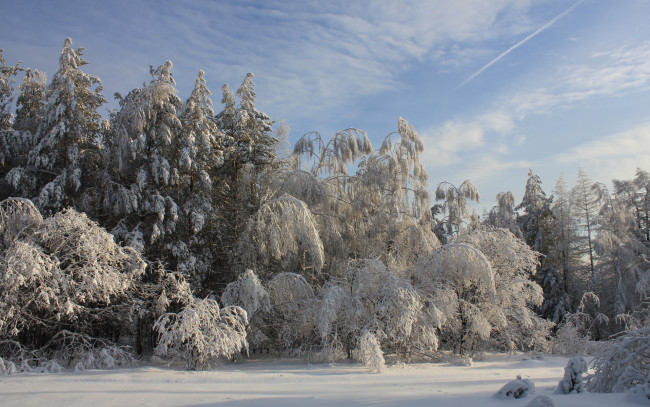 Обои картинки фото природа, зима, деревья, лес, снег