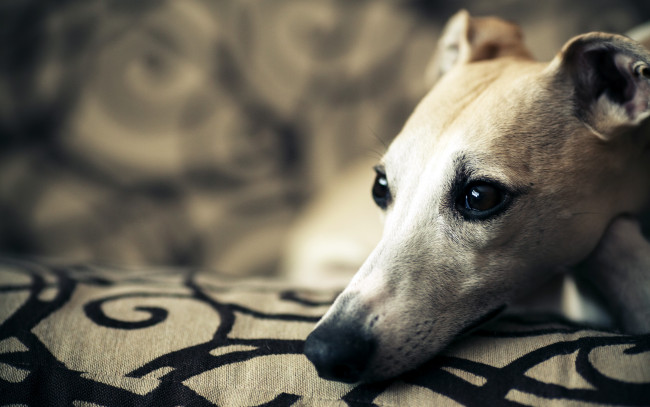 Обои картинки фото животные, собаки, собака, друг, взгляд