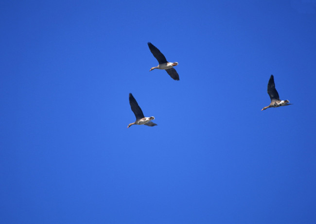 Обои картинки фото животные, утки, полет, птицы, небо