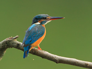 Картинка животные зимородки птичка ветка