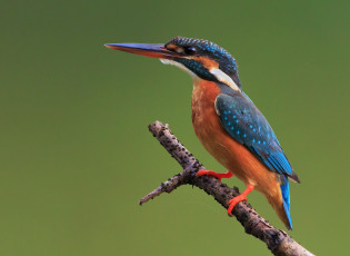 Картинка животные зимородки птичка ветка