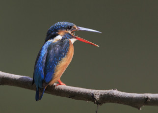 Картинка животные зимородки птичка ветка