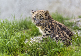 Картинка животные снежный+барс+ ирбис малыш