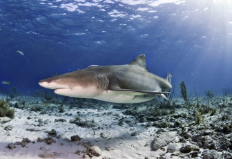Картинка животные акулы акула глубина океан