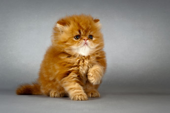 обоя животные, коты, рыжик