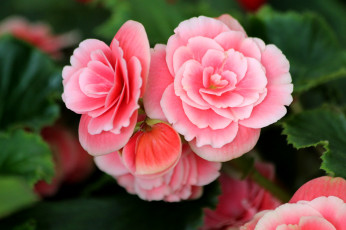 Картинка цветы бегония розовый