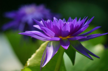 Картинка цветы лилии+водяные +нимфеи +кувшинки лиловый