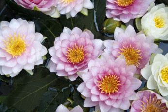 Картинка цветы лилии+водяные +нимфеи +кувшинки красота