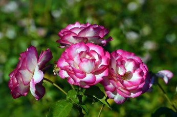 Картинка цветы розы пестрый