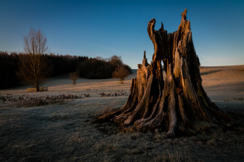 Картинка природа другое трава лес пень поле