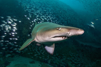 Картинка животные акулы акула глубина океан