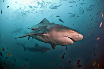 Картинка животные акулы акула глубина океан