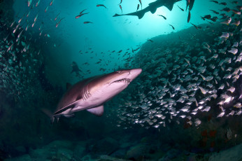 Картинка животные акулы глубина океан акула
