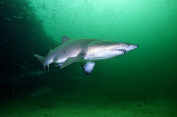 Картинка животные акулы океан глубина акула