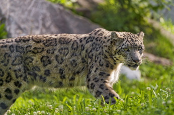 Картинка животные снежный+барс+ ирбис барс