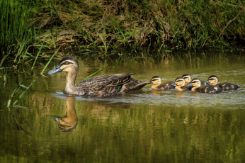 Картинка животные утки семейка утка утята вода