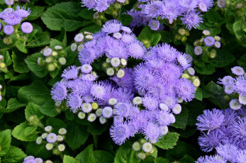 Картинка цветы агератум пушистики