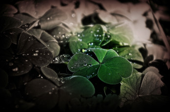 Картинка природа макро растительность листья роса