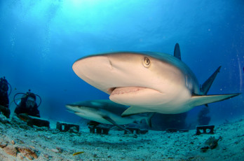 Картинка животные акулы акула глубина океан