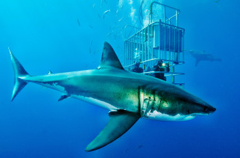Картинка животные акулы клетка акула глубина океан