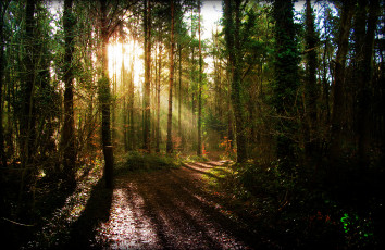 Картинка природа лес ели свет тропинка