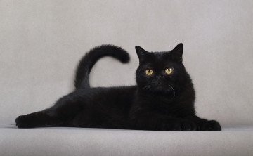 обоя животные, коты, черный