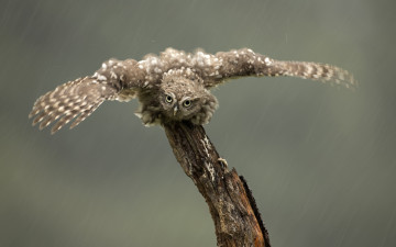 Картинка животные совы крылья