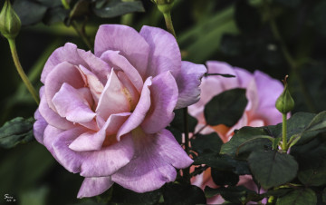 Картинка цветы розы розовый