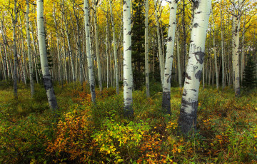 Картинка природа лес парк national park jasper березы