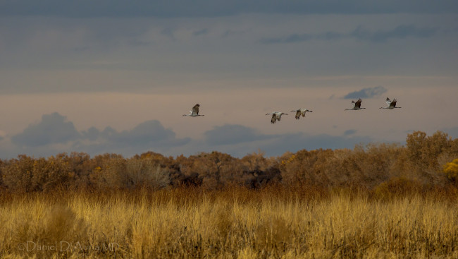 Обои картинки фото животные, журавли, полет