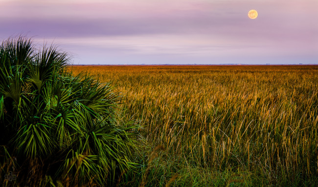 Обои картинки фото природа, поля, луна, горизонт, трава, поле