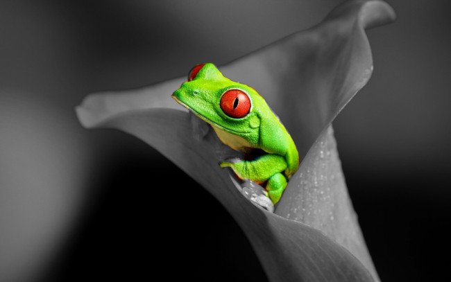 Обои картинки фото животные, лягушки, цветок, лягушка