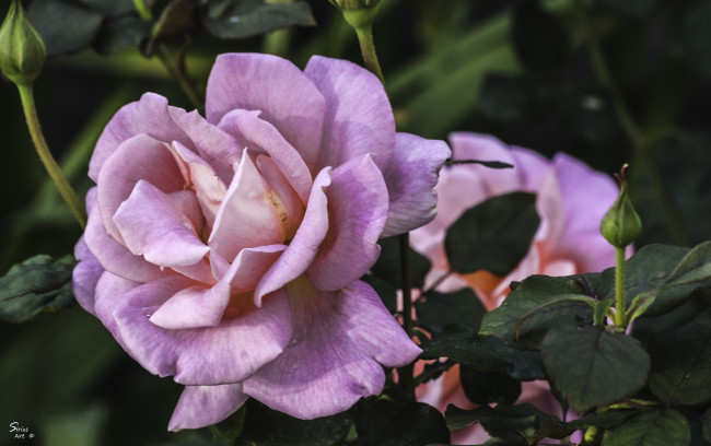 Обои картинки фото цветы, розы, розовый