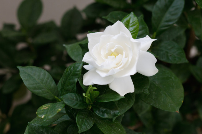 Обои картинки фото цветы, гардения, белый