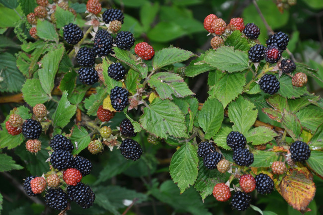 Обои картинки фото природа, Ягоды, ежевика