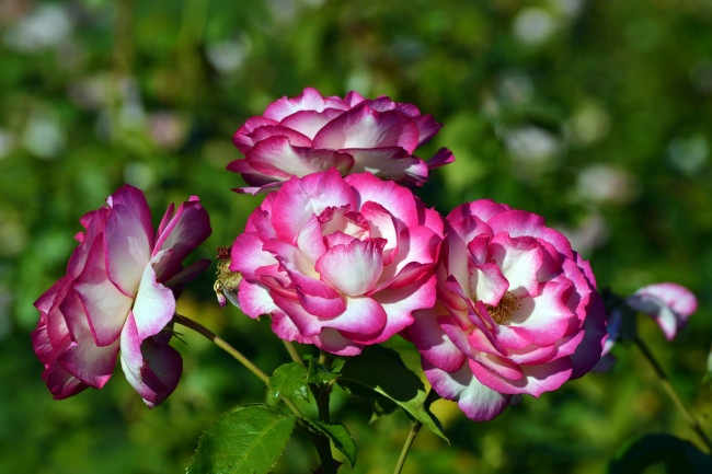 Обои картинки фото цветы, розы, пестрый