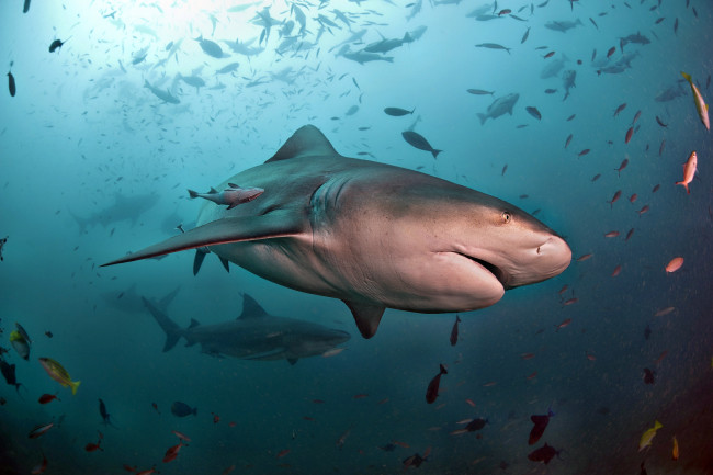 Обои картинки фото животные, акулы, акула, глубина, океан