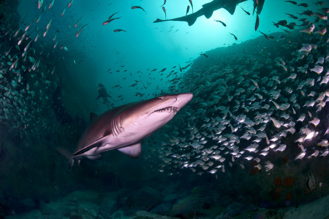 Обои картинки фото животные, акулы, глубина, океан, акула