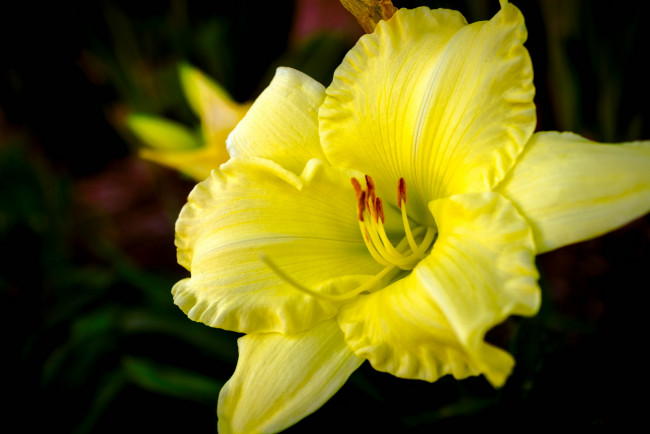 Обои картинки фото цветы, лилии,  лилейники, желтый