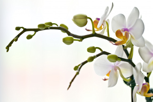 Обои картинки фото цветы, орхидеи, ветки