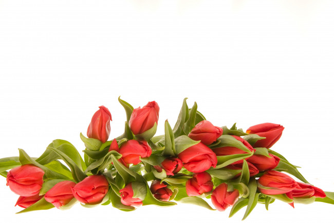 Обои картинки фото цветы, тюльпаны