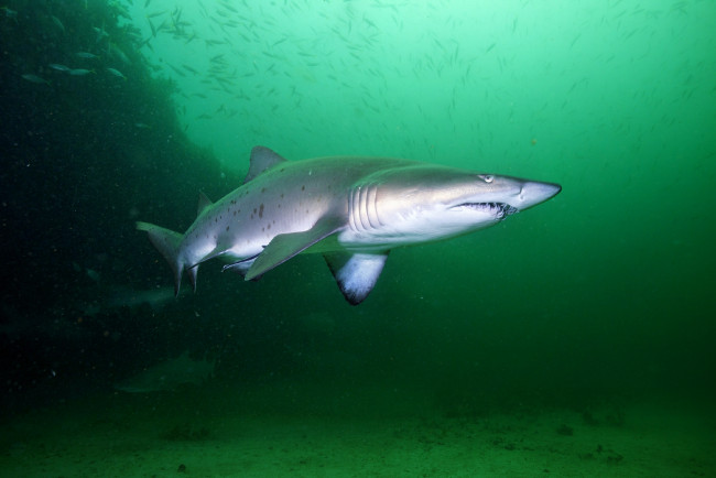 Обои картинки фото животные, акулы, океан, глубина, акула