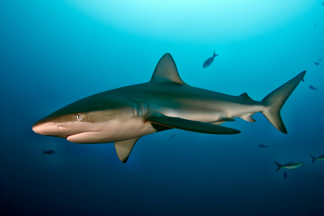 Обои картинки фото животные, акулы, океан, глубина, акула